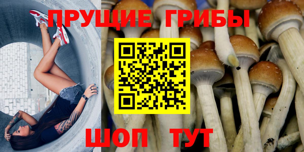 Галлюциногенные грибы Psilocybine cubensis Медногорск